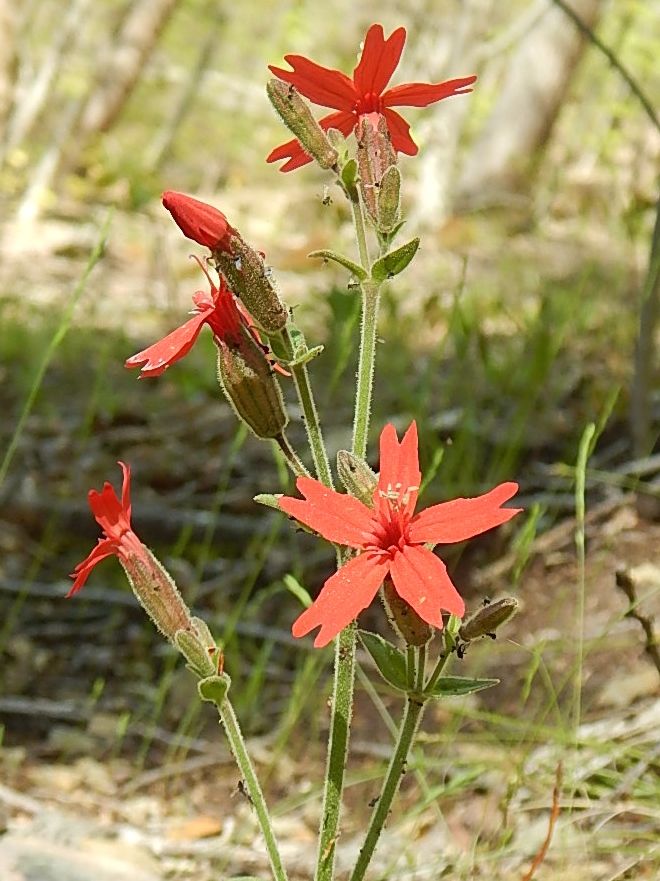 Catchfly.  Because it catches flies. 
