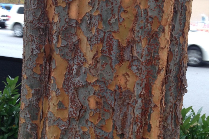 lacebark elm bark - Version 2