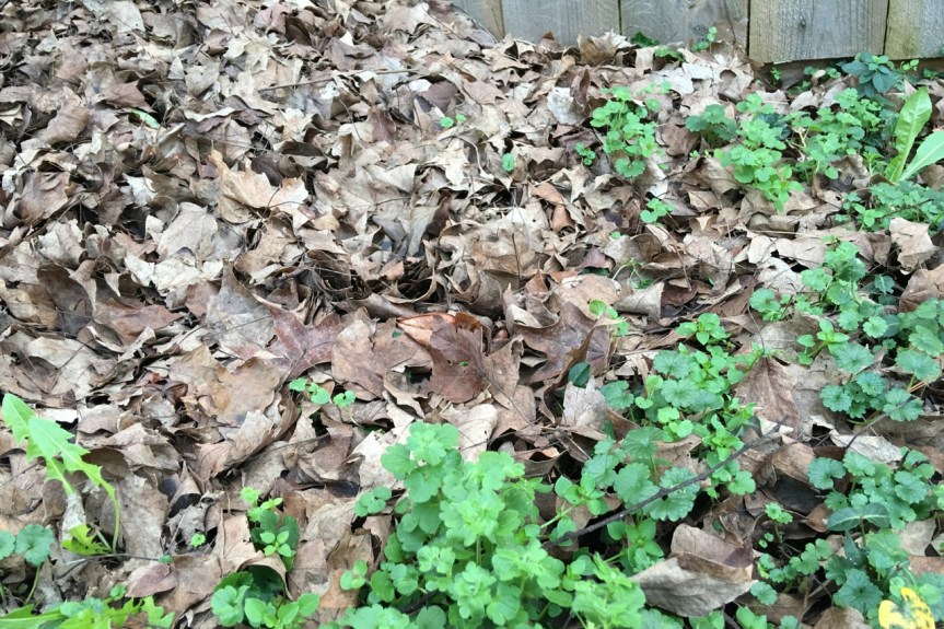 Even leaves can't keep ground ivy, dandelion and chickweed down.