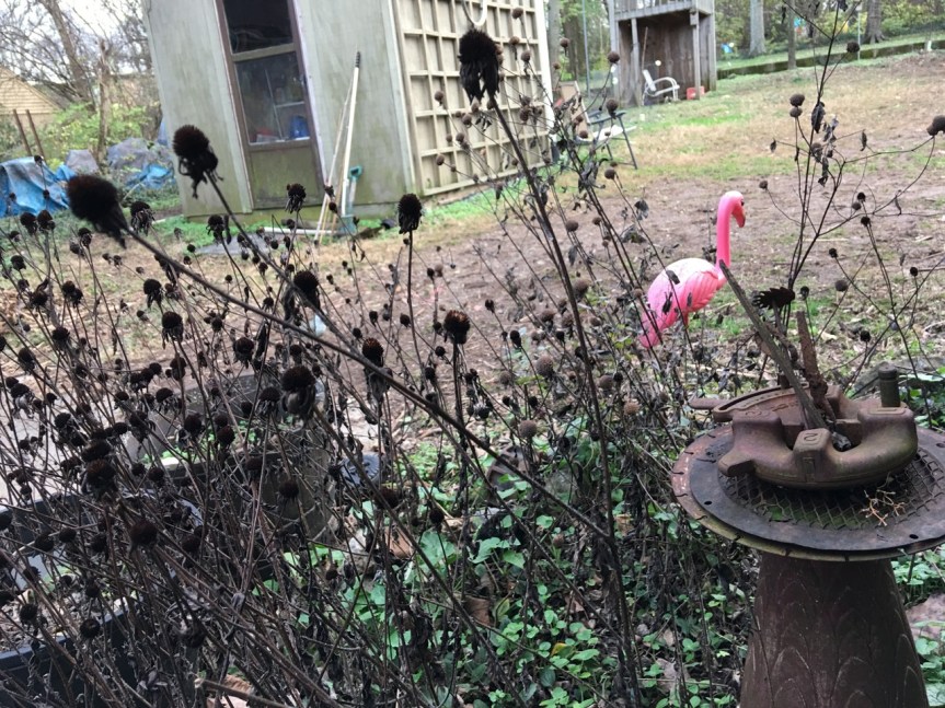 Goldfinch eat the black-eyed susan seeds all winter