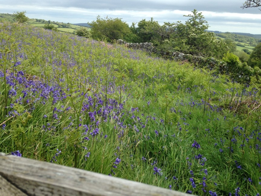 English bluebells, Dartmoor