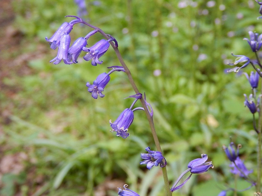 English bluebell