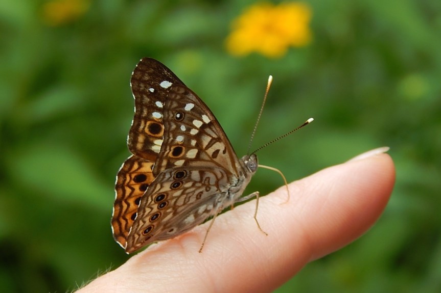 Hackberry Emperor