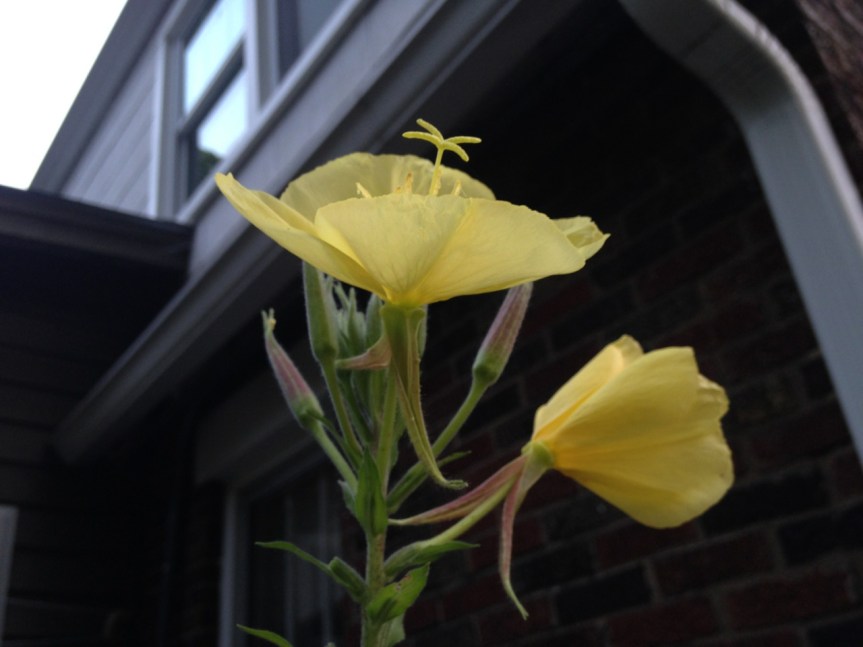 Evening primrose