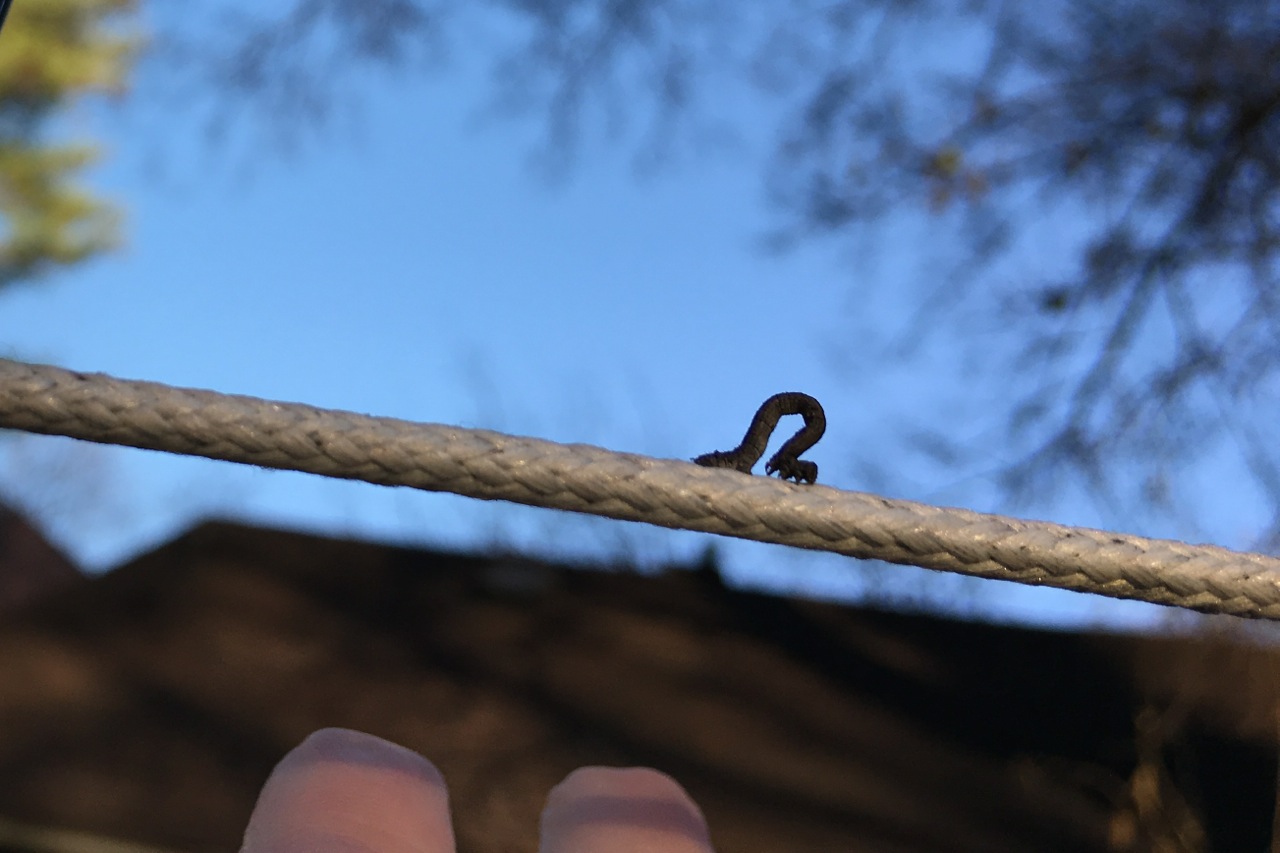 Twig Mimic – SIDEWALK NATURE