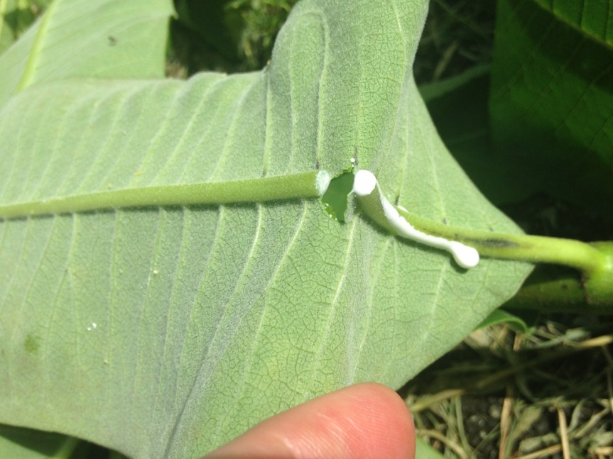 milkweed milk