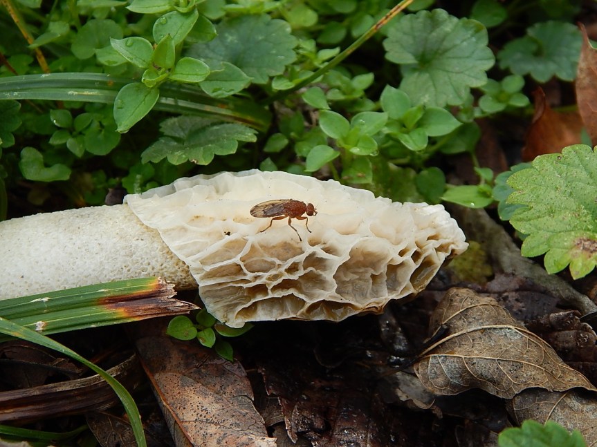 stinkhorn fungus