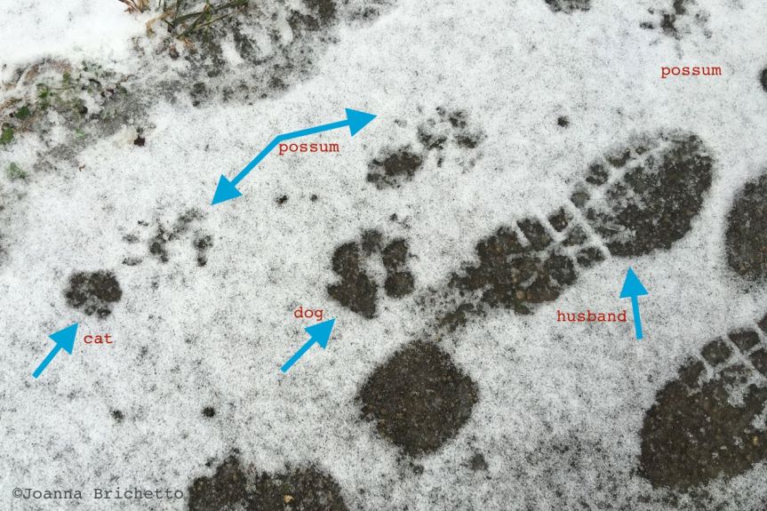 snow tracks.jpg