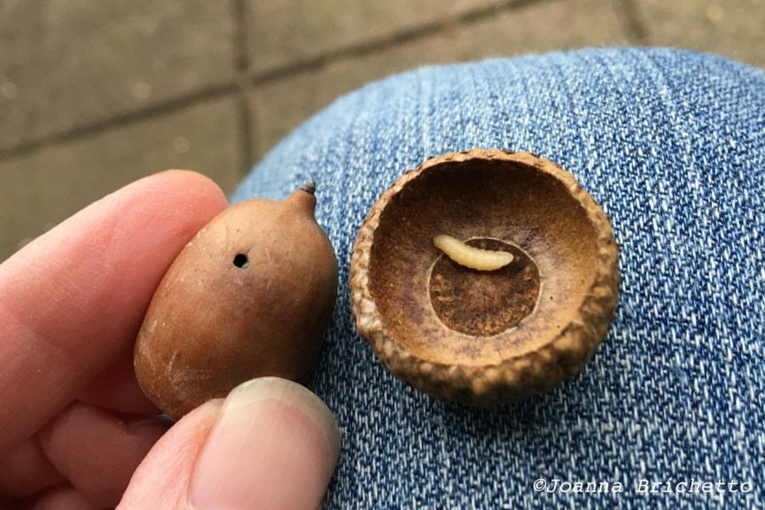 acorn and former tenant