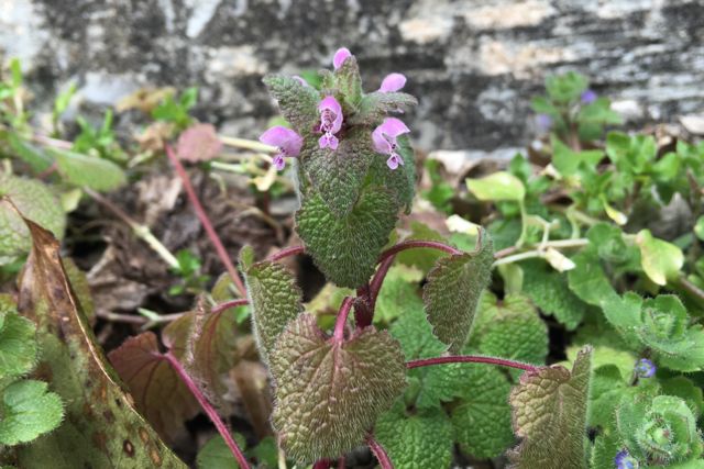 deadnettle.jpg