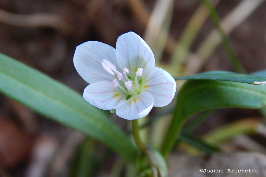 first spring beauty 2016