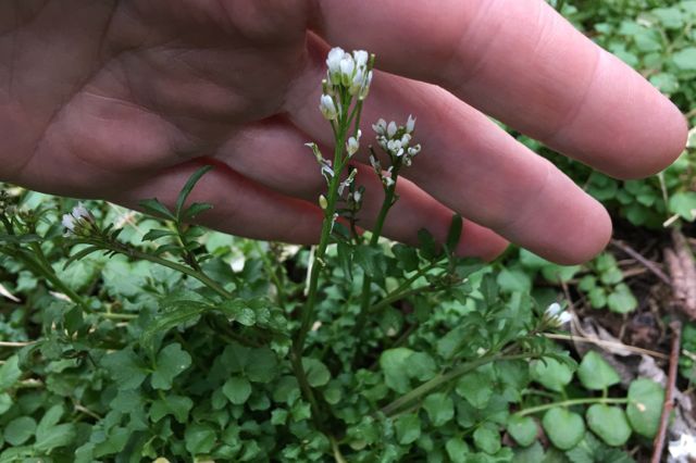 hairy bittercress.jpg