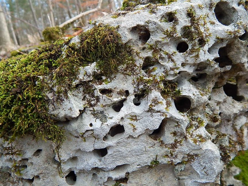 limestone with holes and moss.jpg