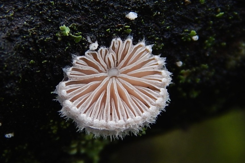 split gill mushroom detail