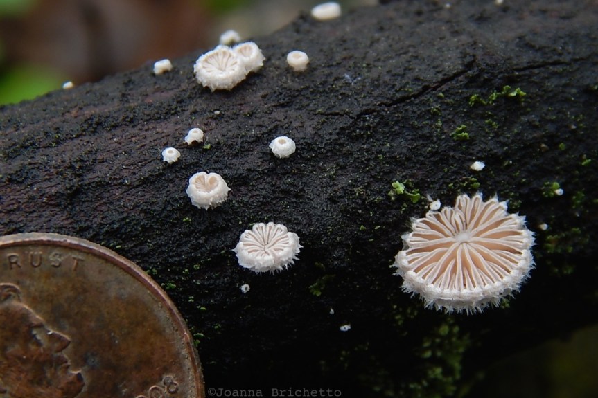 split gill mushroom with penny