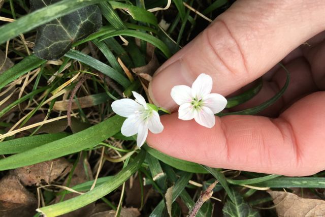 spring beauty in hand.jpg