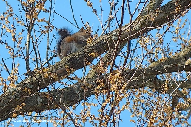 squirrel eating elm buds