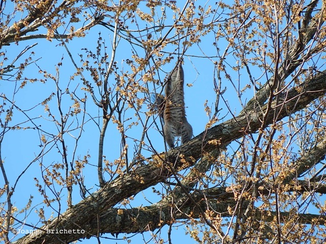 squirrel with elm twigs