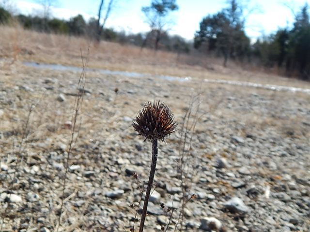 Tn coneflower seedhead