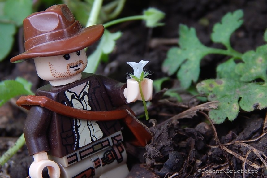 Indiana Jones and the Baby Blue Eyes