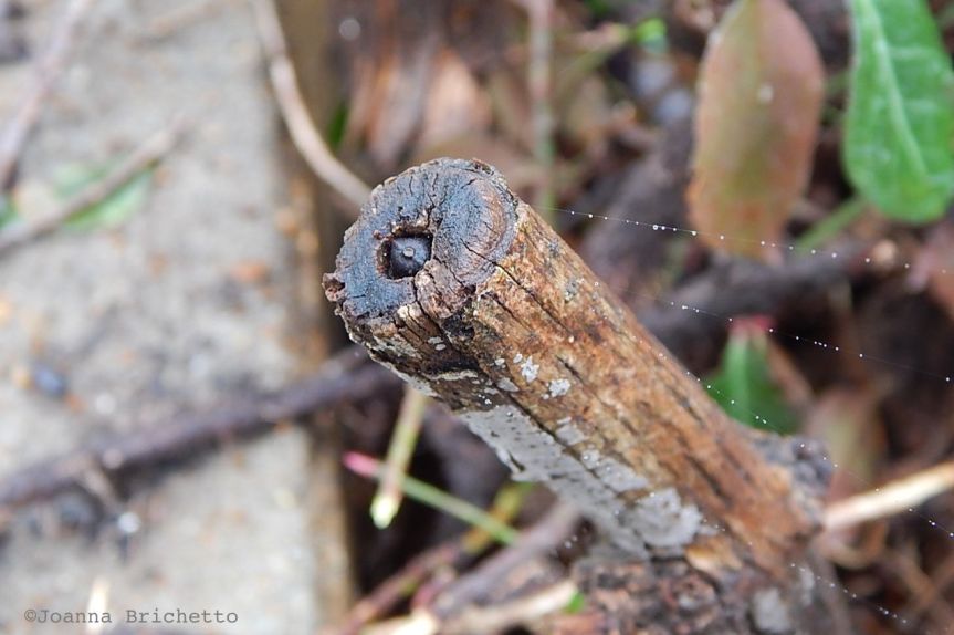 sunflower seed cache in honeysuckle