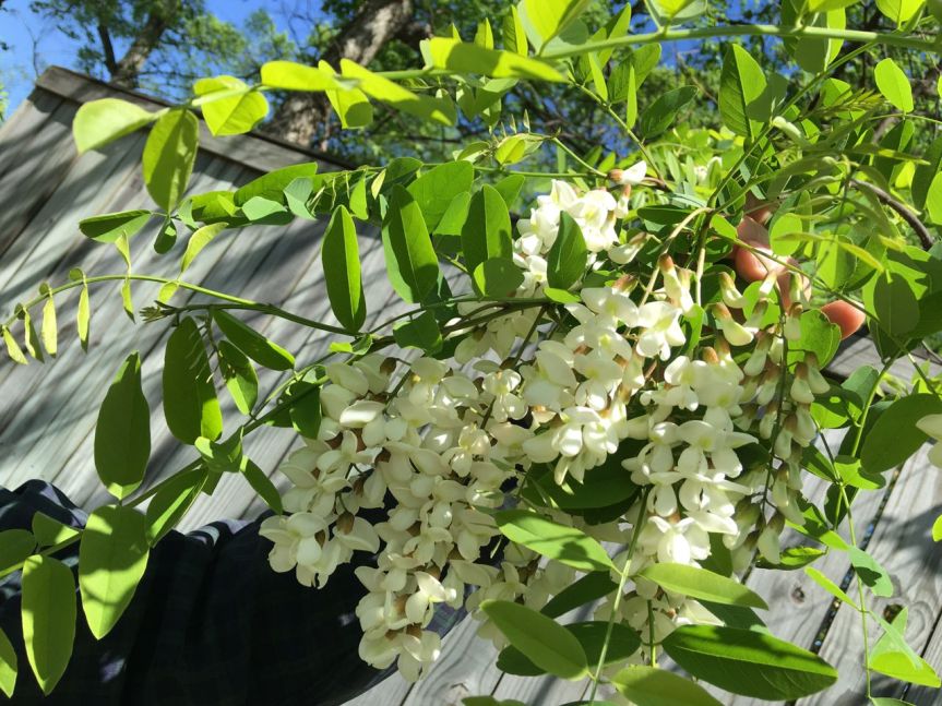 black locust in hand.jpg