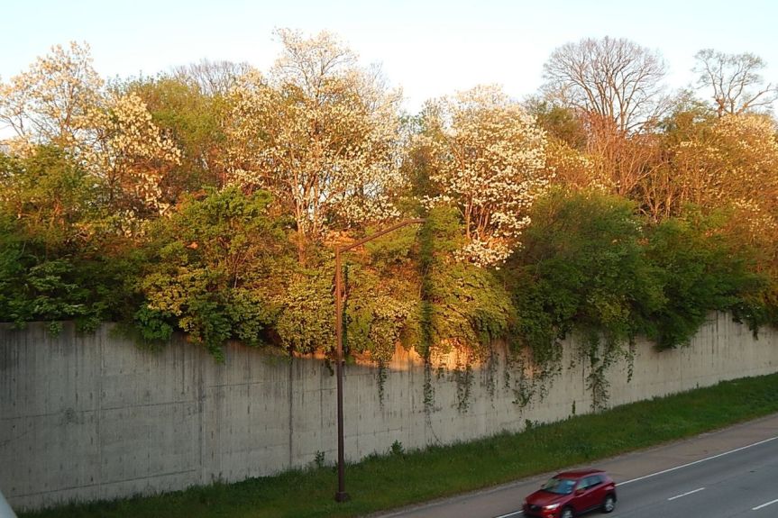 interstate black locust.jpg