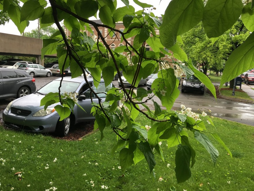 catalpa parking lot