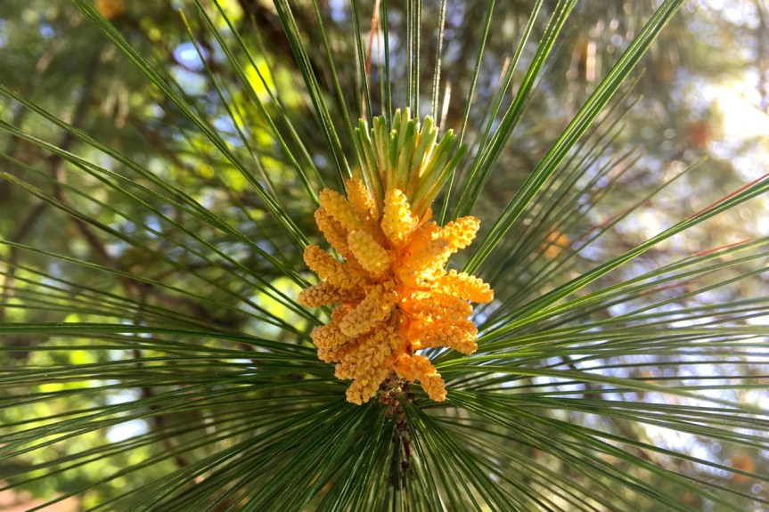 White Pine “Flowers”