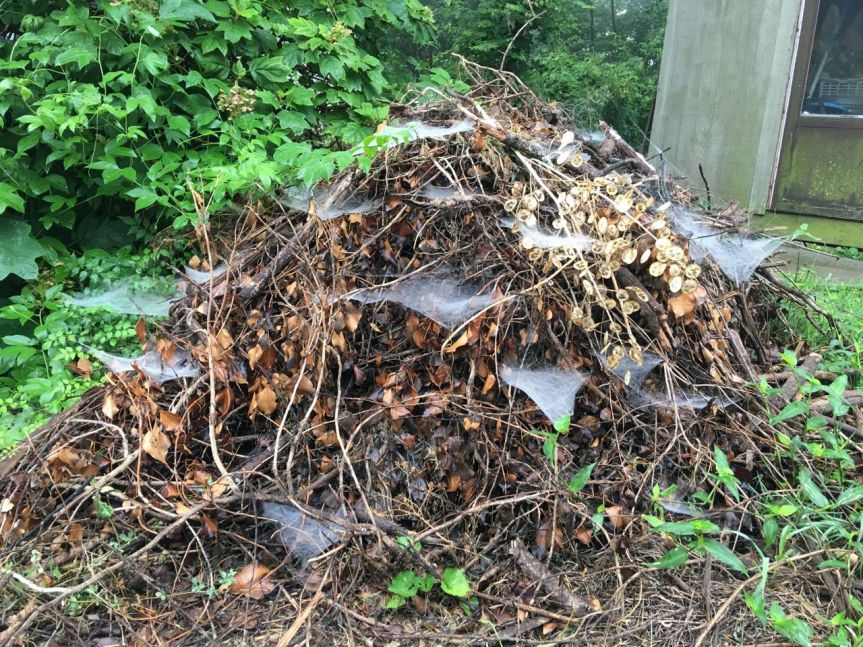 brushpile with funnel webs.jpg