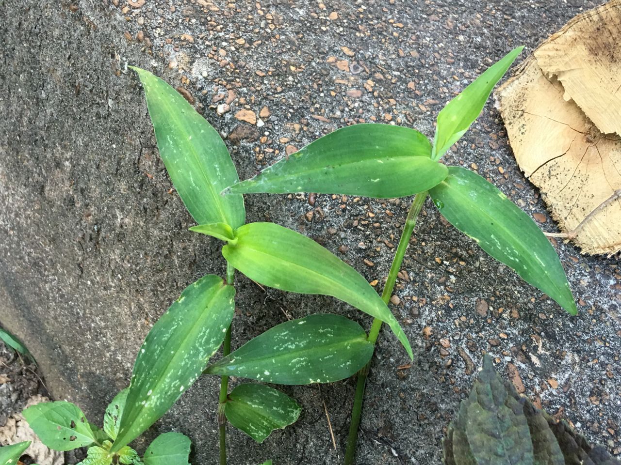 dayflower leaves.jpg