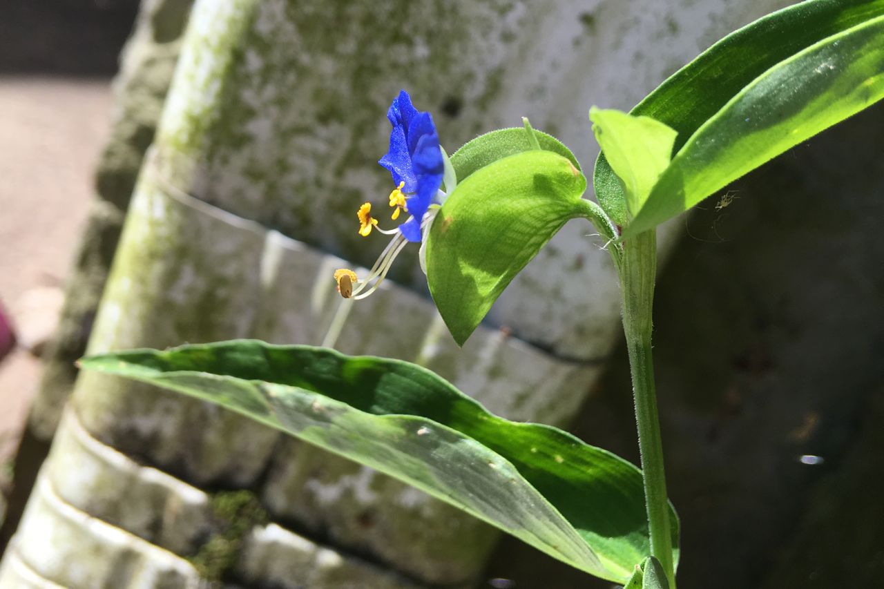 dayflower taco 1.jpg