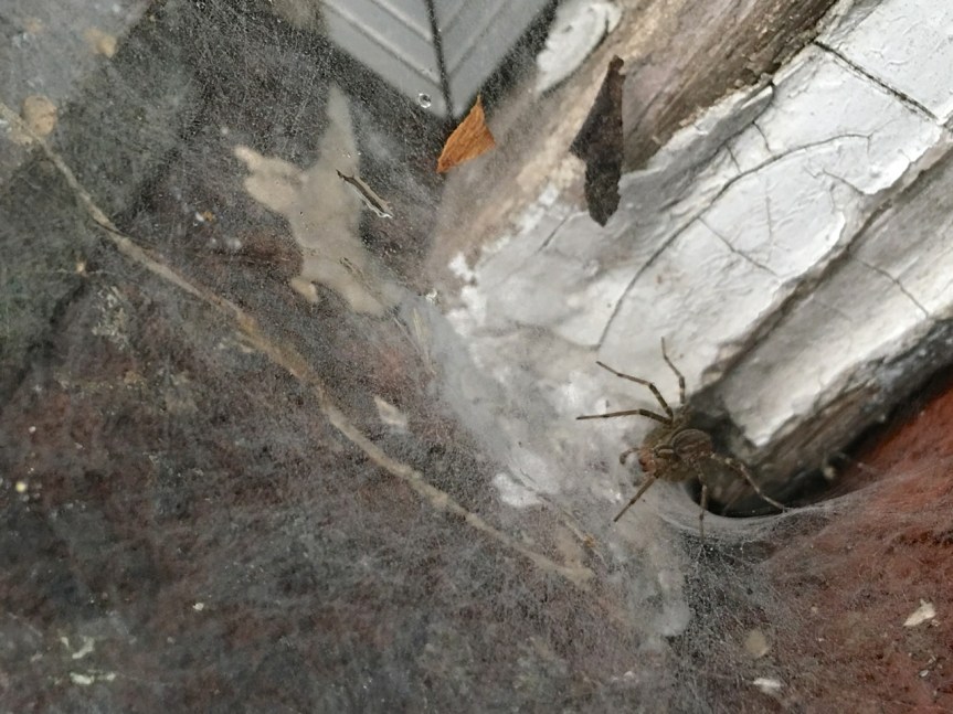 funnel spider window