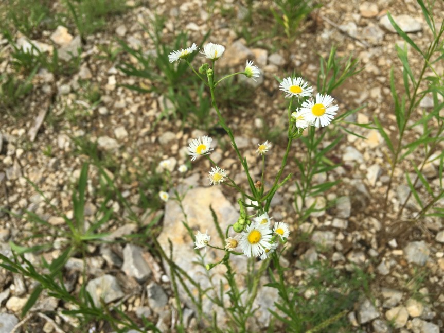 Erigeron strigosus calicola