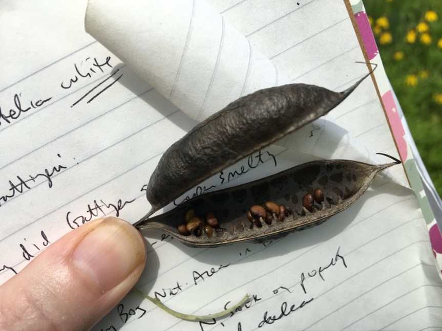 Baptista australis (blue wild indigo)