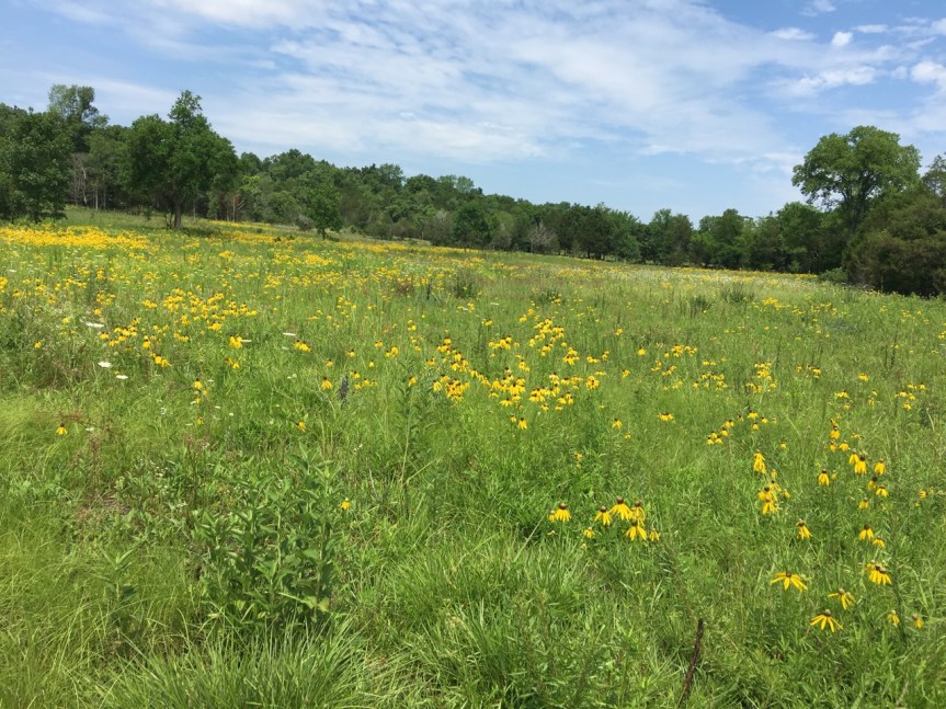 prairie coneflower meadow