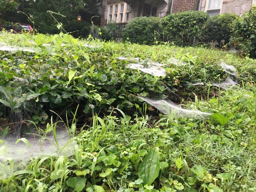 webs in neighbor's groundcover