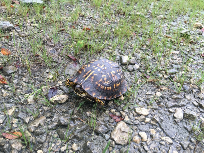 box turtle