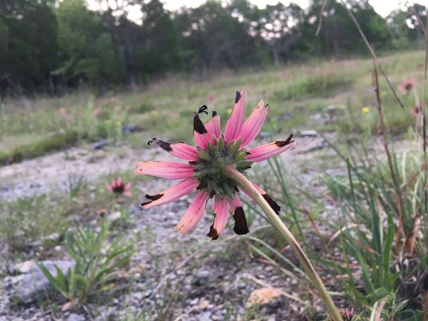 coneflower black tips