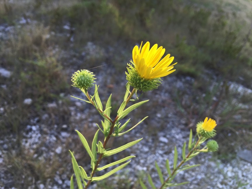 gumweed and spider web
