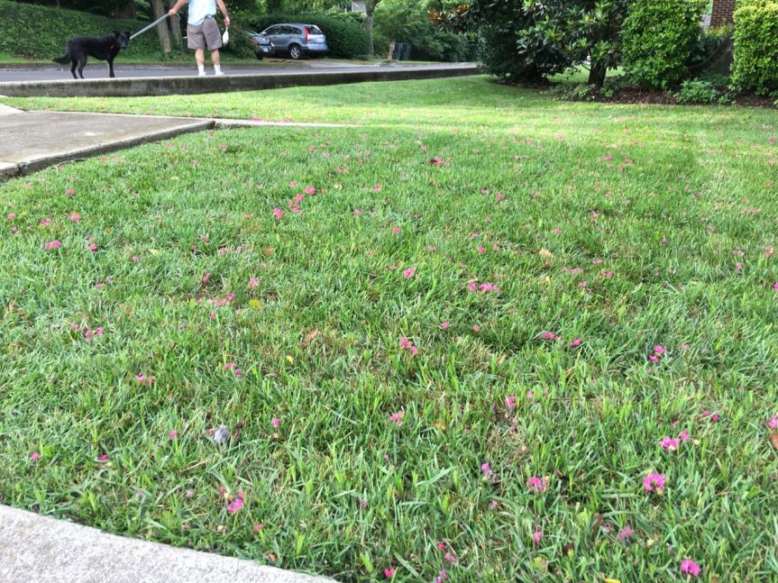 hot pink crepe myrtle confetti yard