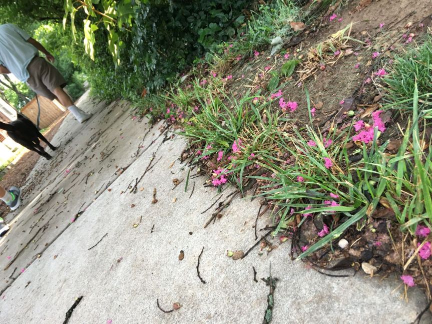 hot pink crepe myrtle sidewalk
