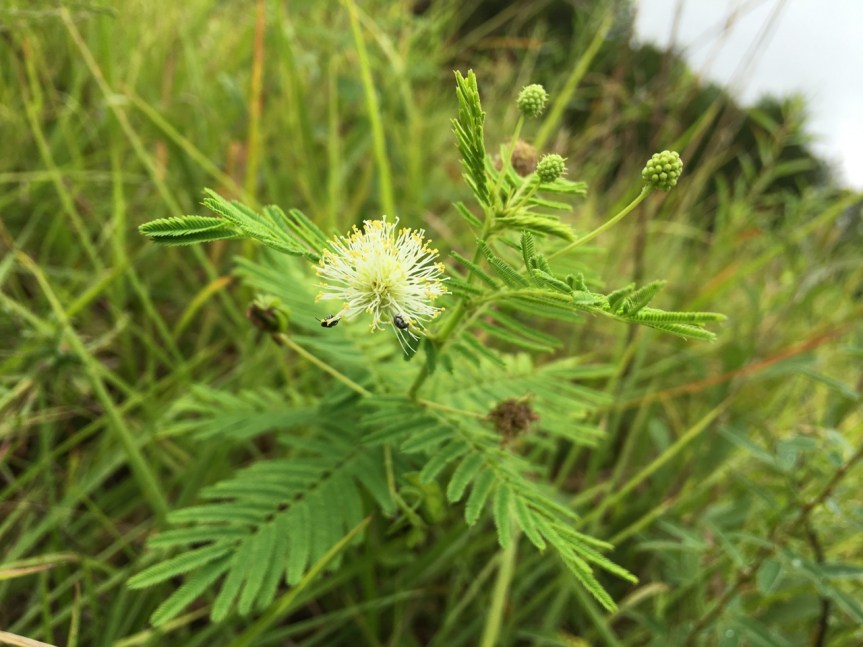 prairie mimosa