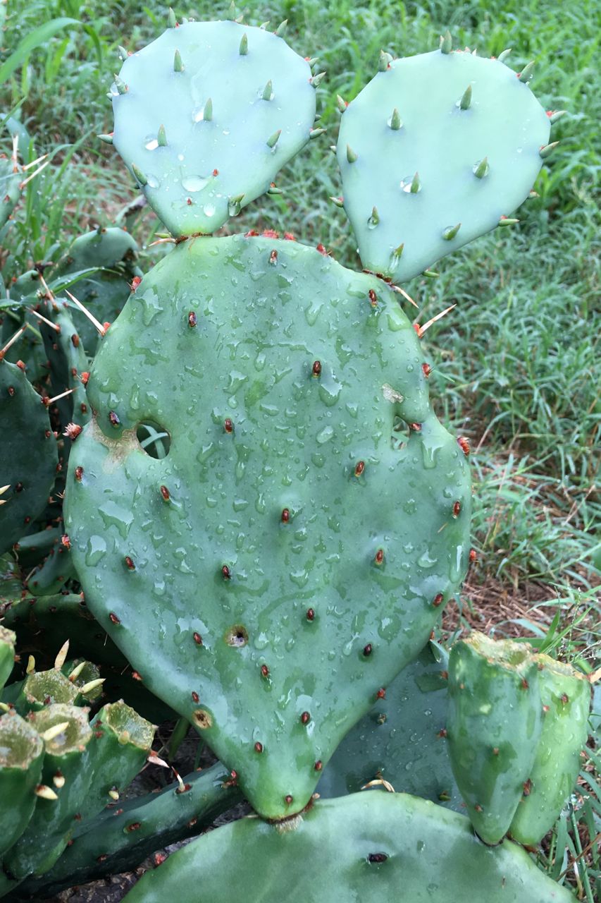 prickly pear mouse face