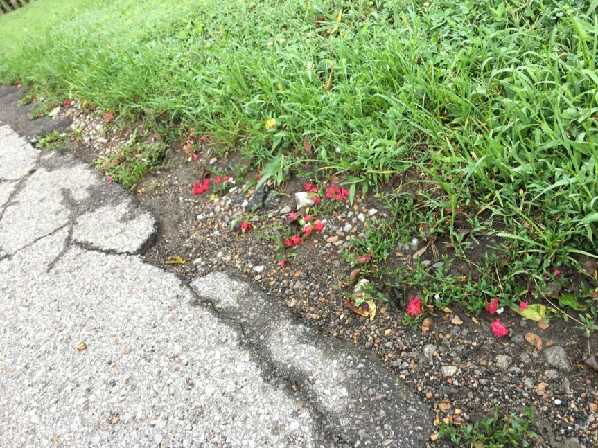 red crepe myrtle street