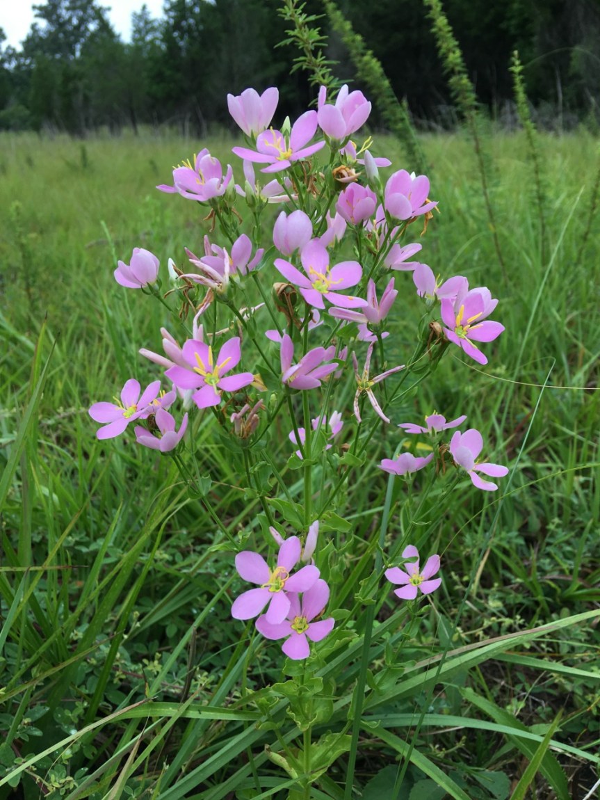 rose pink bouquets.jpg