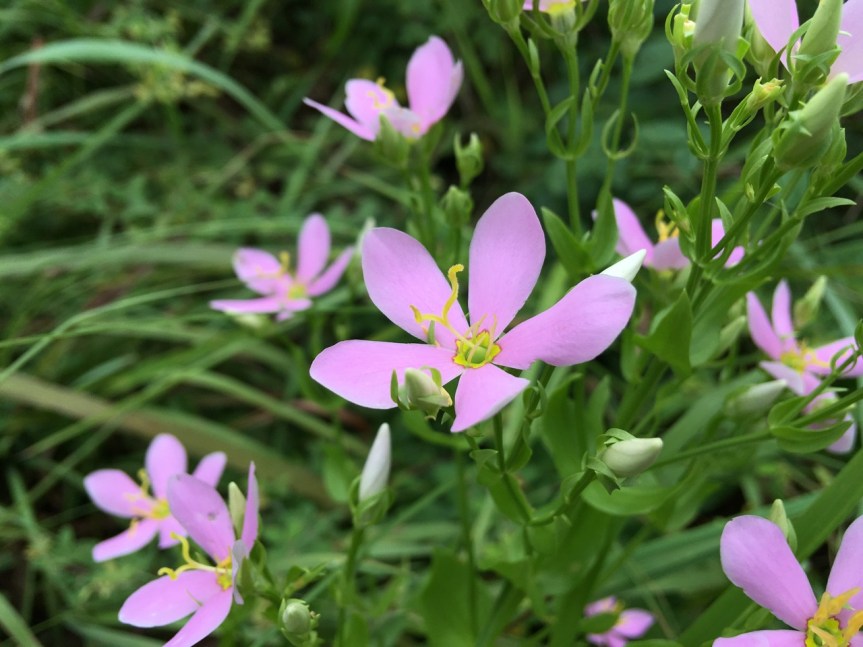 Couchville Cedar Glade&nbsp;7/5/16