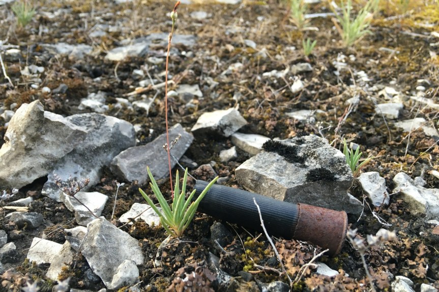 shogun shell and fameflower