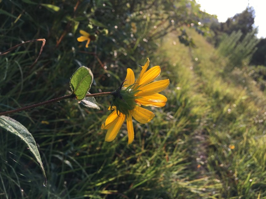 woodland sunflower