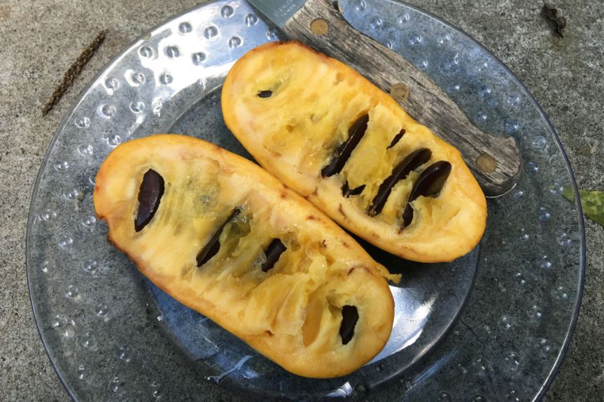 Centennial pawpaw cut
